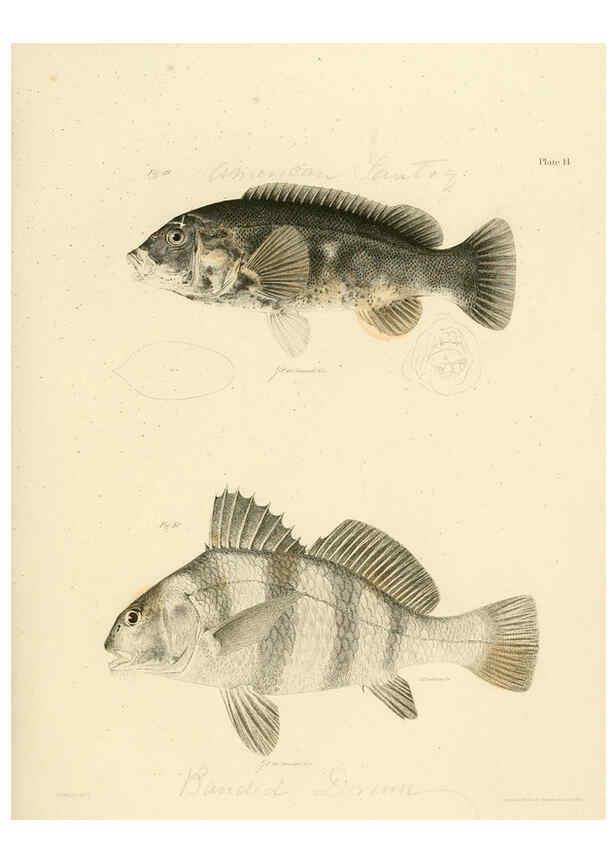 Reproducción/Reproduction 6384850375: Natural history of New York Div. 1 pts. III-IV Plates Albany,D. Appleton & co. and Wiley & Putnam;1842-94