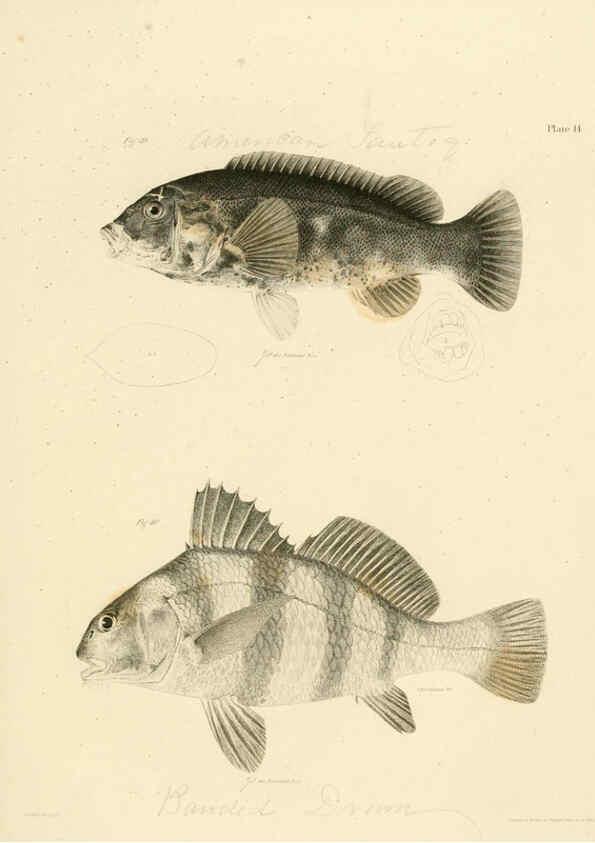 Reproducción/Reproduction 6384850375: Natural history of New York Div. 1 pts. III-IV Plates Albany,D. Appleton & co. and Wiley & Putnam;1842-94