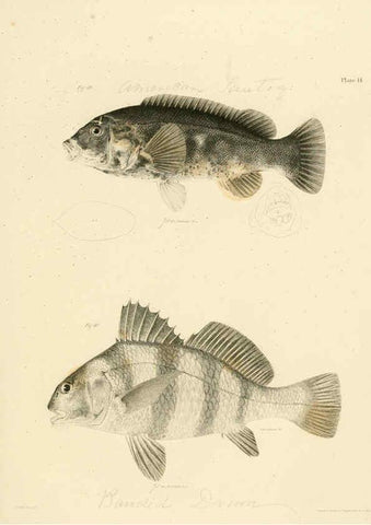 Reproducción/Reproduction 6384850375: Natural history of New York Div. 1 pts. III-IV Plates Albany,D. Appleton & co. and Wiley & Putnam;1842-94