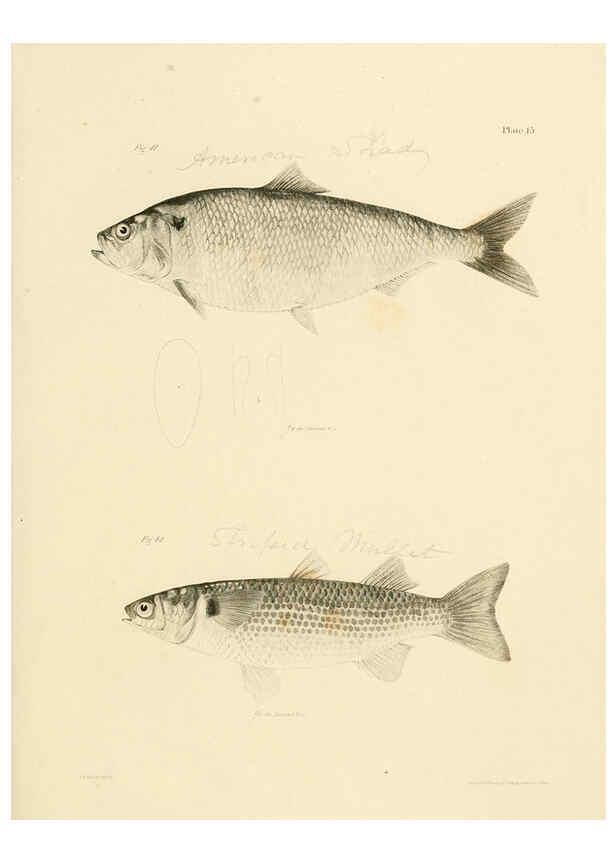 Reproducción/Reproduction 6384850741: Natural history of New York Div. 1 pts. III-IV Plates Albany,D. Appleton & co. and Wiley & Putnam;1842-94