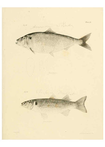 Reproducción/Reproduction 6384850741: Natural history of New York Div. 1 pts. III-IV Plates Albany,D. Appleton & co. and Wiley & Putnam;1842-94