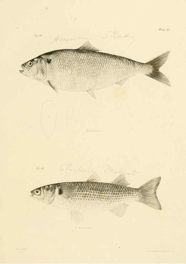Reproducción/Reproduction 6384850741: Natural history of New York Div. 1 pts. III-IV Plates Albany,D. Appleton & co. and Wiley & Putnam;1842-94