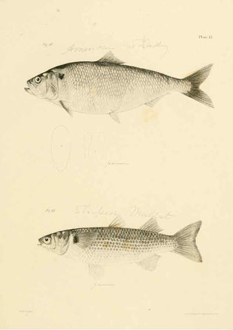Reproducción/Reproduction 6384850741: Natural history of New York Div. 1 pts. III-IV Plates Albany,D. Appleton & co. and Wiley & Putnam;1842-94