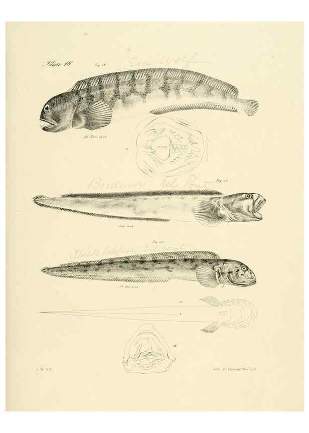 Reproducción/Reproduction 6384851233: Natural history of New York Div. 1 pts. III-IV Plates Albany,D. Appleton & co. and Wiley & Putnam;1842-94