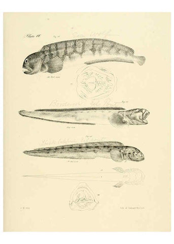 Reproducción/Reproduction 6384851233: Natural history of New York Div. 1 pts. III-IV Plates Albany,D. Appleton & co. and Wiley & Putnam;1842-94