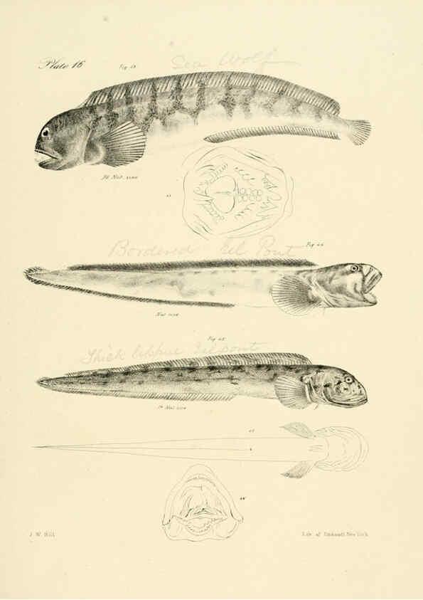 Reproducción/Reproduction 6384851233: Natural history of New York Div. 1 pts. III-IV Plates Albany,D. Appleton & co. and Wiley & Putnam;1842-94