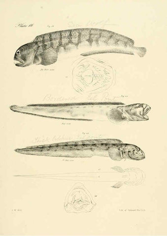 Reproducción/Reproduction 6384851233: Natural history of New York Div. 1 pts. III-IV Plates Albany,D. Appleton & co. and Wiley & Putnam;1842-94