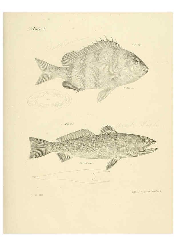 Reproducción/Reproduction 6384848041: Natural history of New York Div. 1 pts. III-IV Plates Albany,D. Appleton & co. and Wiley & Putnam;1842-94