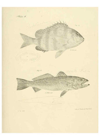 Reproducción/Reproduction 6384848041: Natural history of New York Div. 1 pts. III-IV Plates Albany,D. Appleton & co. and Wiley & Putnam;1842-94