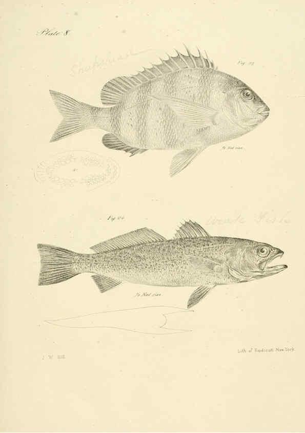 Reproducción/Reproduction 6384848041: Natural history of New York Div. 1 pts. III-IV Plates Albany,D. Appleton & co. and Wiley & Putnam;1842-94