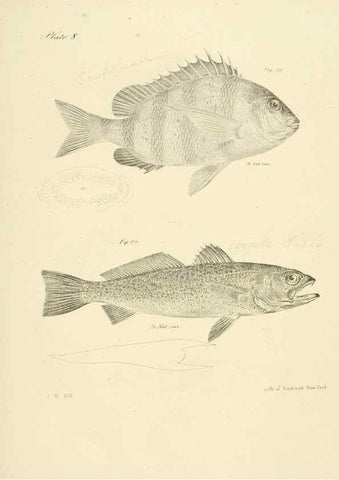 Reproducción/Reproduction 6384848041: Natural history of New York Div. 1 pts. III-IV Plates Albany,D. Appleton & co. and Wiley & Putnam;1842-94