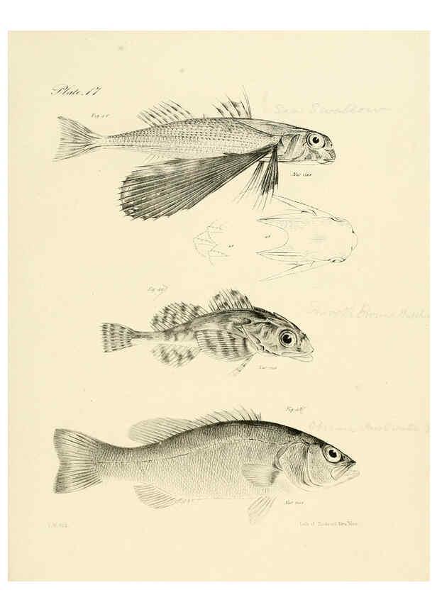 Reproducción/Reproduction 6384851619: Natural history of New York Div. 1 pts. III-IV Plates Albany,D. Appleton & co. and Wiley & Putnam;1842-94