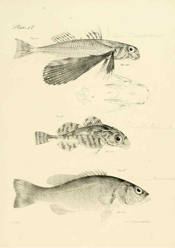 Reproducción/Reproduction 6384851619: Natural history of New York Div. 1 pts. III-IV Plates Albany,D. Appleton & co. and Wiley & Putnam;1842-94