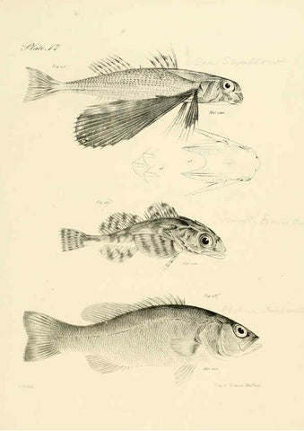 Reproducción/Reproduction 6384851619: Natural history of New York Div. 1 pts. III-IV Plates Albany,D. Appleton & co. and Wiley & Putnam;1842-94