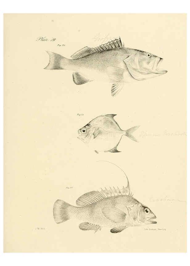 Reproducción/Reproduction 6384852607: Natural history of New York Div. 1 pts. III-IV Plates Albany,D. Appleton & co. and Wiley & Putnam;1842-94