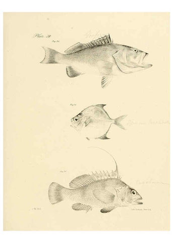 Reproducción/Reproduction 6384852607: Natural history of New York Div. 1 pts. III-IV Plates Albany,D. Appleton & co. and Wiley & Putnam;1842-94