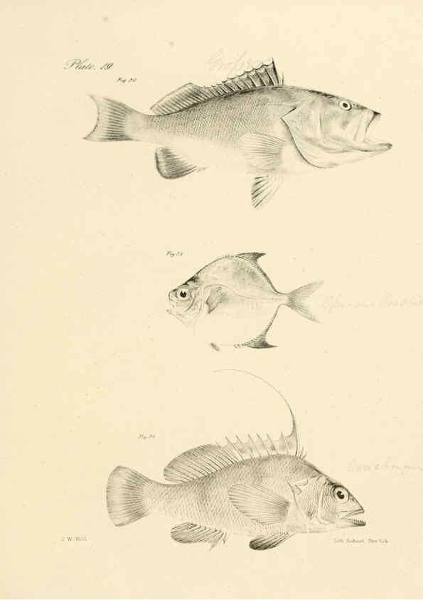 Reproducción/Reproduction 6384852607: Natural history of New York Div. 1 pts. III-IV Plates Albany,D. Appleton & co. and Wiley & Putnam;1842-94