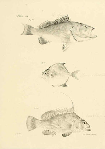 Reproducción/Reproduction 6384852607: Natural history of New York Div. 1 pts. III-IV Plates Albany,D. Appleton & co. and Wiley & Putnam;1842-94