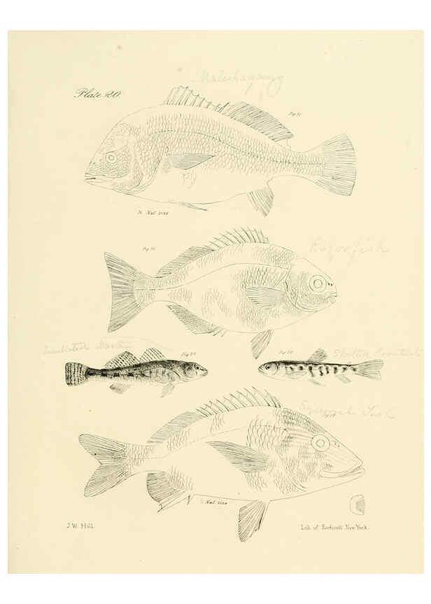 Reproducción/Reproduction 6384852945: Natural history of New York Div. 1 pts. III-IV Plates Albany,D. Appleton & co. and Wiley & Putnam;1842-94
