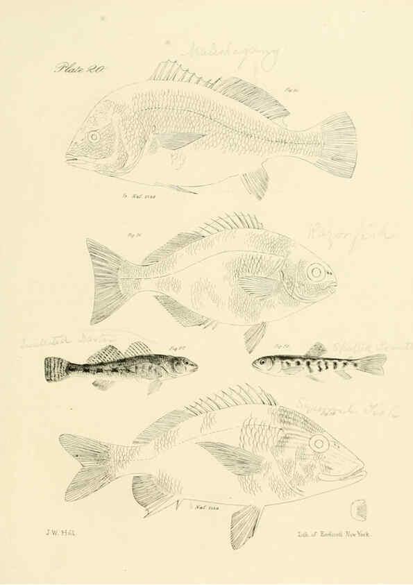 Reproducción/Reproduction 6384852945: Natural history of New York Div. 1 pts. III-IV Plates Albany,D. Appleton & co. and Wiley & Putnam;1842-94