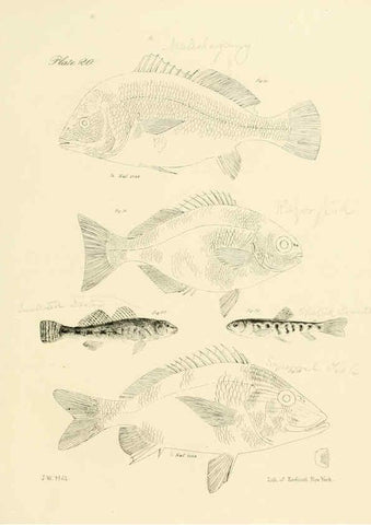 Reproducción/Reproduction 6384852945: Natural history of New York Div. 1 pts. III-IV Plates Albany,D. Appleton & co. and Wiley & Putnam;1842-94