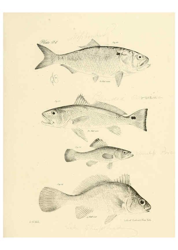Reproducción/Reproduction 6384853367: Natural history of New York Div. 1 pts. III-IV Plates Albany,D. Appleton & co. and Wiley & Putnam;1842-94
