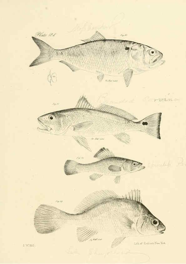 Reproducción/Reproduction 6384853367: Natural history of New York Div. 1 pts. III-IV Plates Albany,D. Appleton & co. and Wiley & Putnam;1842-94