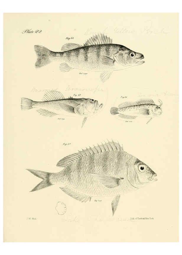 Reproducción/Reproduction 6384853877: Natural history of New York Div. 1 pts. III-IV Plates Albany,D. Appleton & co. and Wiley & Putnam;1842-94