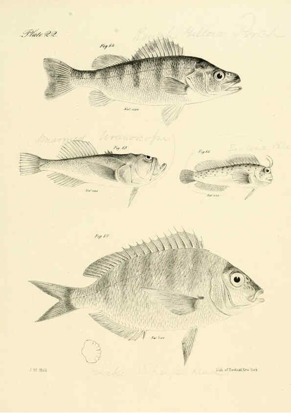 Reproducción/Reproduction 6384853877: Natural history of New York Div. 1 pts. III-IV Plates Albany,D. Appleton & co. and Wiley & Putnam;1842-94