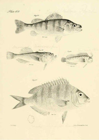 Reproducción/Reproduction 6384853877: Natural history of New York Div. 1 pts. III-IV Plates Albany,D. Appleton & co. and Wiley & Putnam;1842-94