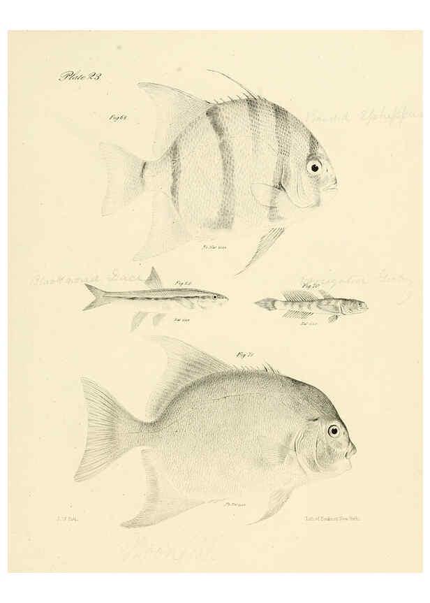 Reproducción/Reproduction 6384854215: Natural history of New York Div. 1 pts. III-IV Plates Albany,D. Appleton & co. and Wiley & Putnam;1842-94
