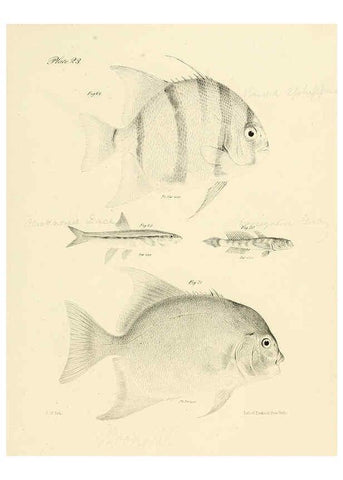 Reproducción/Reproduction 6384854215: Natural history of New York Div. 1 pts. III-IV Plates Albany,D. Appleton & co. and Wiley & Putnam;1842-94