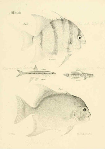 Reproducción/Reproduction 6384854215: Natural history of New York Div. 1 pts. III-IV Plates Albany,D. Appleton & co. and Wiley & Putnam;1842-94