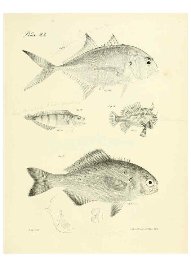 Reproducción/Reproduction 6384854607: Natural history of New York Div. 1 pts. III-IV Plates Albany,D. Appleton & co. and Wiley & Putnam;1842-94
