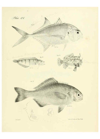 Reproducción/Reproduction 6384854607: Natural history of New York Div. 1 pts. III-IV Plates Albany,D. Appleton & co. and Wiley & Putnam;1842-94