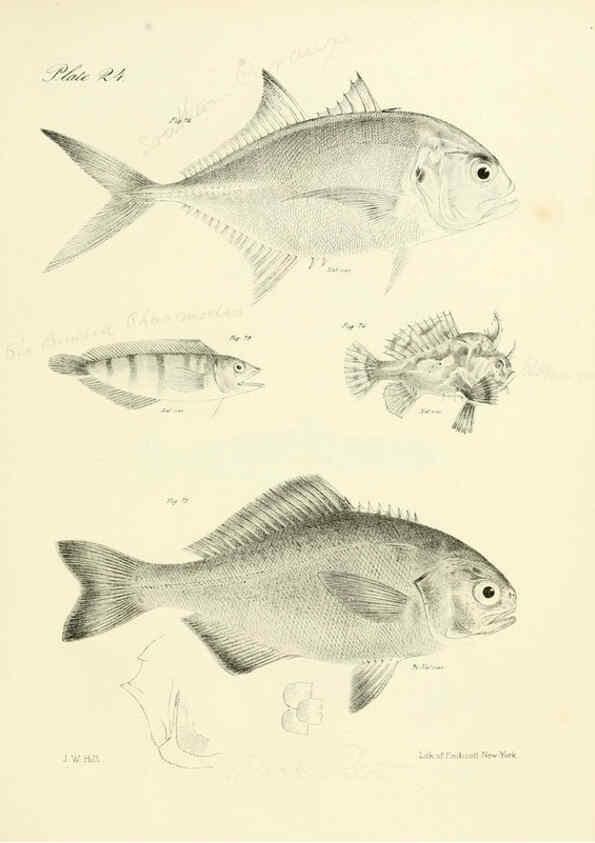 Reproducción/Reproduction 6384854607: Natural history of New York Div. 1 pts. III-IV Plates Albany,D. Appleton & co. and Wiley & Putnam;1842-94