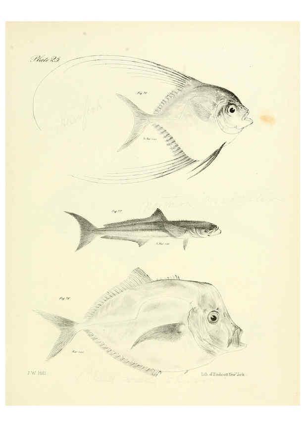 Reproducción/Reproduction 6384854941: Natural history of New York Div. 1 pts. III-IV Plates Albany,D. Appleton & co. and Wiley & Putnam;1842-94