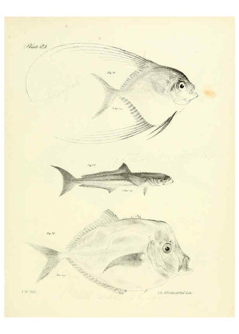 Reproducción/Reproduction 6384854941: Natural history of New York Div. 1 pts. III-IV Plates Albany,D. Appleton & co. and Wiley & Putnam;1842-94