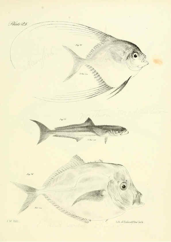 Reproducción/Reproduction 6384854941: Natural history of New York Div. 1 pts. III-IV Plates Albany,D. Appleton & co. and Wiley & Putnam;1842-94