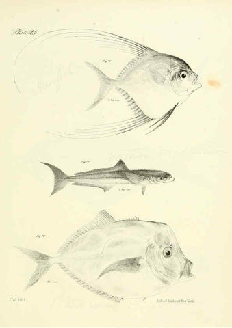 Reproducción/Reproduction 6384854941: Natural history of New York Div. 1 pts. III-IV Plates Albany,D. Appleton & co. and Wiley & Putnam;1842-94
