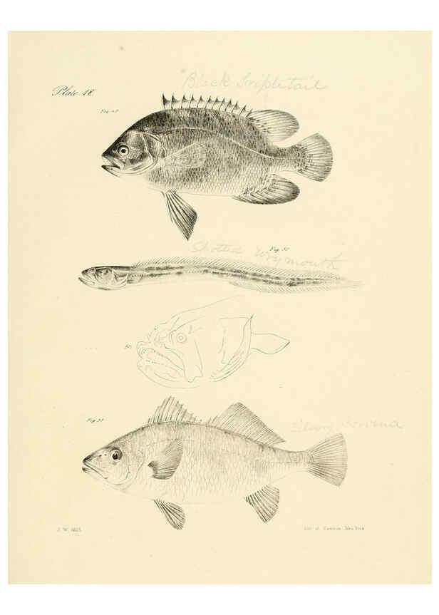 Reproducción/Reproduction 6384852063: Natural history of New York Div. 1 pts. III-IV Plates Albany,D. Appleton & co. and Wiley & Putnam;1842-94