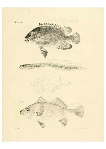 Reproducción/Reproduction 6384852063: Natural history of New York Div. 1 pts. III-IV Plates Albany,D. Appleton & co. and Wiley & Putnam;1842-94