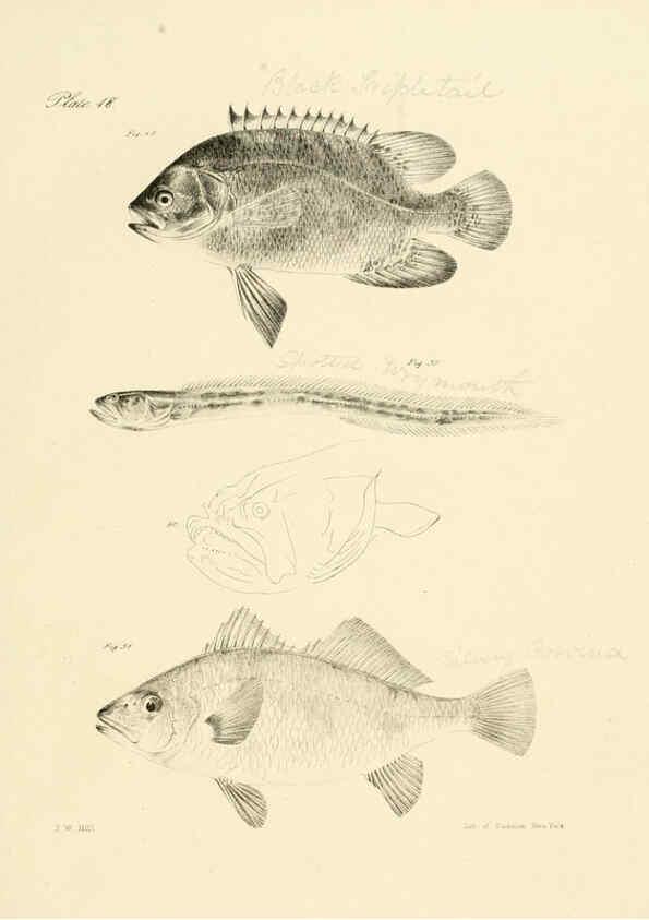 Reproducción/Reproduction 6384852063: Natural history of New York Div. 1 pts. III-IV Plates Albany,D. Appleton & co. and Wiley & Putnam;1842-94