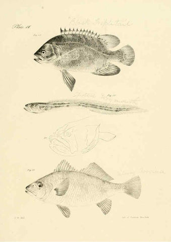 Reproducción/Reproduction 6384852063: Natural history of New York Div. 1 pts. III-IV Plates Albany,D. Appleton & co. and Wiley & Putnam;1842-94