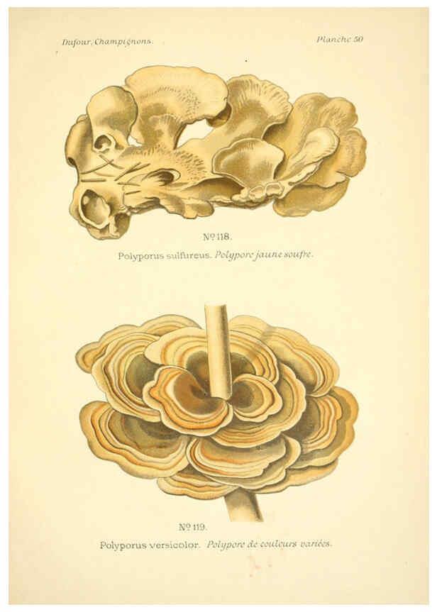 Reproducción/Reproduction 6358024981: Atlas des champignons comestibles et vénéneux Paris,P. Klincksieck,1891
