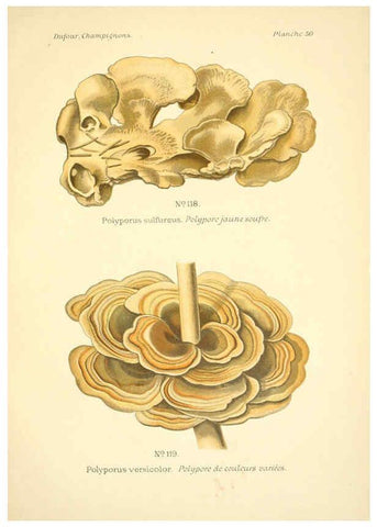 Reproducción/Reproduction 6358024981: Atlas des champignons comestibles et vénéneux Paris,P. Klincksieck,1891