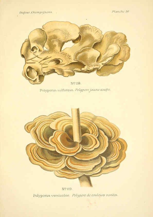 Reproducción/Reproduction 6358024981: Atlas des champignons comestibles et vénéneux Paris,P. Klincksieck,1891