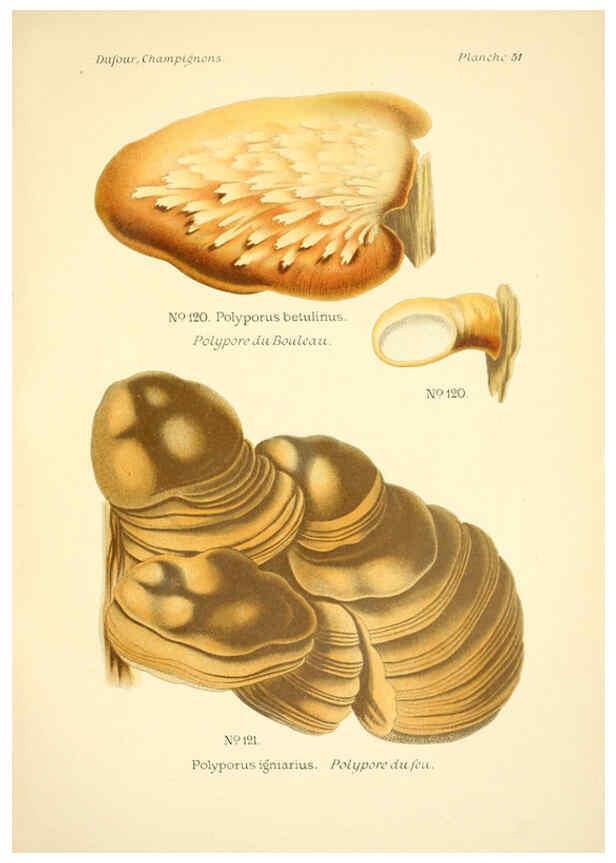Reproducción/Reproduction 6358025261: Atlas des champignons comestibles et vénéneux Paris,P. Klincksieck,1891