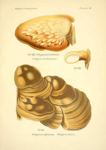 Reproducción/Reproduction 6358025261: Atlas des champignons comestibles et vénéneux Paris,P. Klincksieck,1891