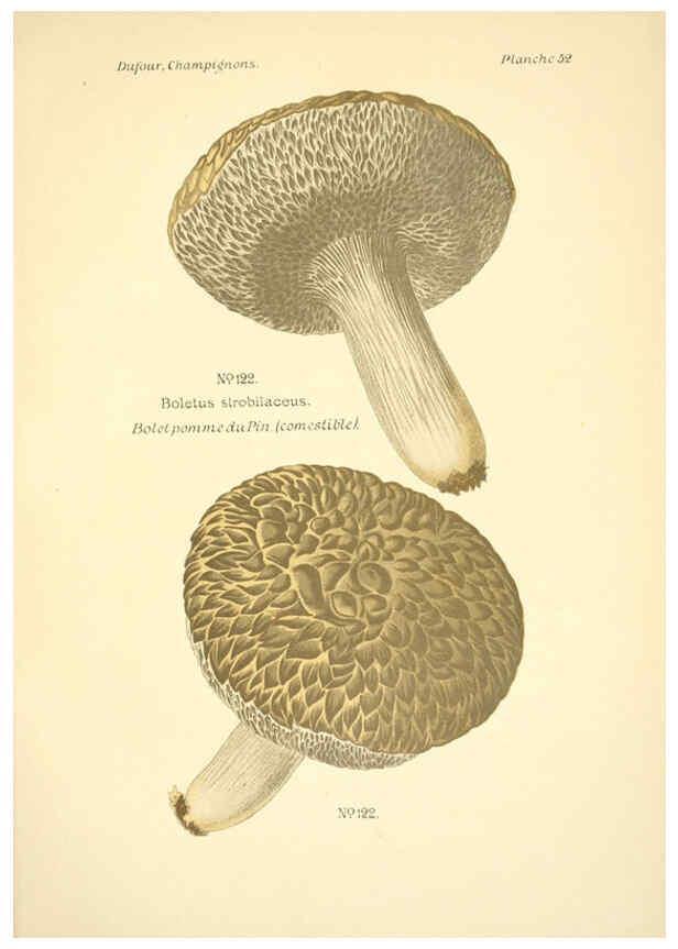 Reproducción/Reproduction 6358025557: Atlas des champignons comestibles et vénéneux Paris,P. Klincksieck,1891